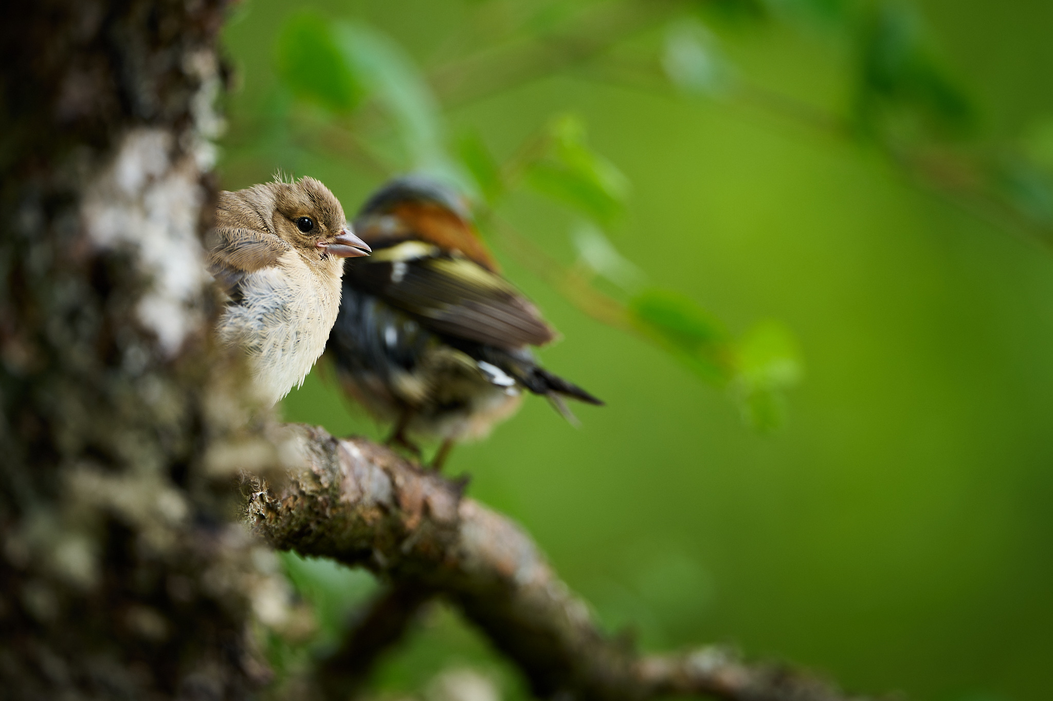 Juvenile Chaffinch with dad